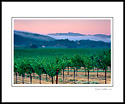 Vineyard and fog at sunrise over distant hills, Alexander Valley, near Asti, Sonoma County, California