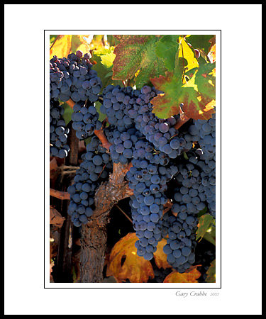 Red wine grapes on vine in fall ready for harvest, Amador County, California; Wine Country Vineyard, pictures, photos, prints, photographs, photography, framed wall art decor images and wall murals