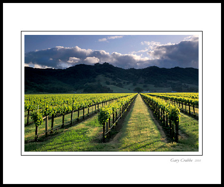 Spring storm clouds at sunset over vineyard near Hopland, Mendocino County, California; Wine Country Vineyard, pictures, photos, prints, photographs, photography, framed wall art decor images and wall murals