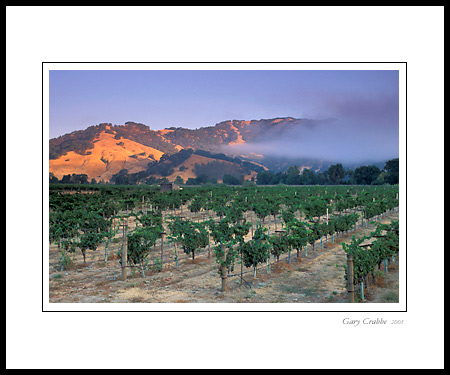 Sunrise light and fog on hills over vineyard near Hopland, Mendocino County, California; Wine Country Vineyard, pictures, photos, prints, photographs, photography, framed wall art decor images and wall murals