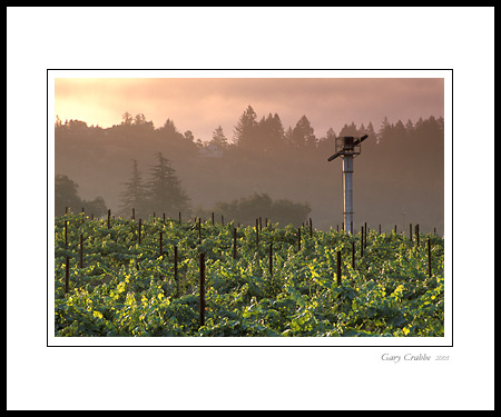 Misty sunrise over vineyard near Rutherford, Napa Valley, California; Wine Country Vineyard, pictures, photos, prints, photographs, photography, framed wall art decor images and wall murals