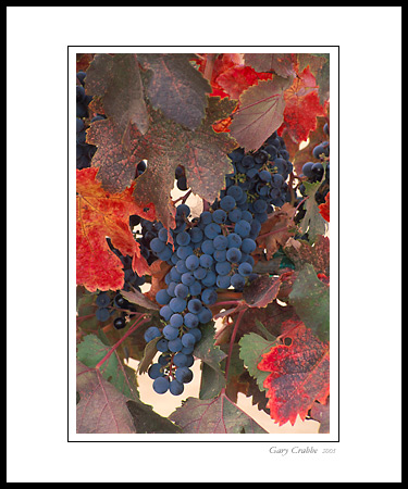 Red leaves and grapes on vine in fall vineyard, Napa Valley, California; Wine Country Vineyard, pictures, photos, prints, photographs, photography, framed wall art decor images and wall murals