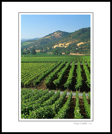 Rows of grapevines in vineyard in summer, near Yountville, Napa Valley, California; Wine Country Vineyard, pictures, photos, prints, photographs, photography, framed wall art decor images and wall murals