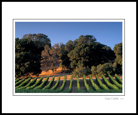 Vineyard and oak trees at sunset, Carneros Region, Napa County, California; Wine Country Vineyard, pictures, photos, prints, photographs, photography, framed wall art decor images and wall murals