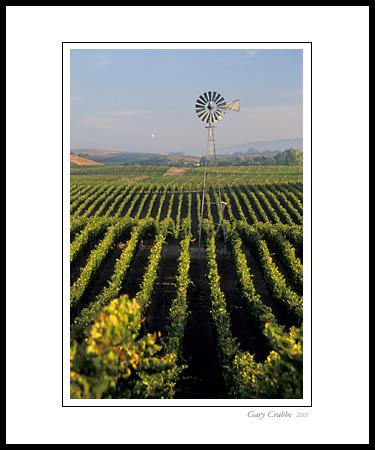 Vineyard, Windmill and Hot Air Balloon, Carneros Region, Napa County, California; Wine Country Vineyard, pictures, photos, prints, photographs, photography, framed wall art decor images and wall murals