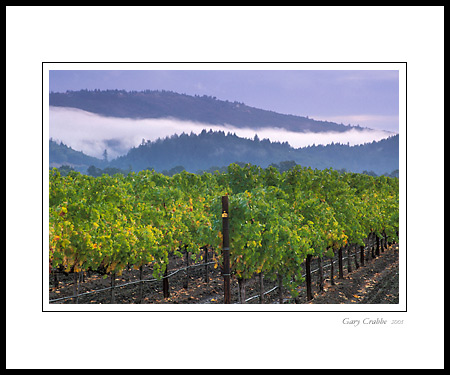 Morning fog and hills over vineyard near Calistoga, Napa Valley, California; Wine Country Vineyard, pictures, photos, prints, photographs, photography, framed wall art decor images and wall murals