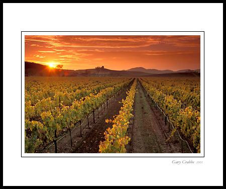 Golden sunset over vineyard in the Carneros Region, Napa County, California; Wine Country Vineyard, pictures, photos, prints, photographs, photography, framed wall art decor images and wall murals