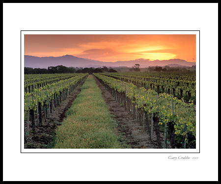 Golden Sunrise over spring vineyard, Santa Ynez Valley, Santa Barbara County, California; Wine Country Vineyard, pictures, photos, prints, photographs, photography, framed wall art decor images and wall murals