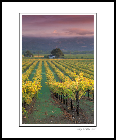 Sunrise light on vineyard near Geyserville, Alexander Valley, Sonoma County, California; Wine Country Vineyard, pictures, photos, prints, photographs, photography, framed wall art decor images and wall murals