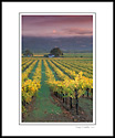 Sunrise light on vineyard near Geyserville, Alexander Valley, Sonoma County, California