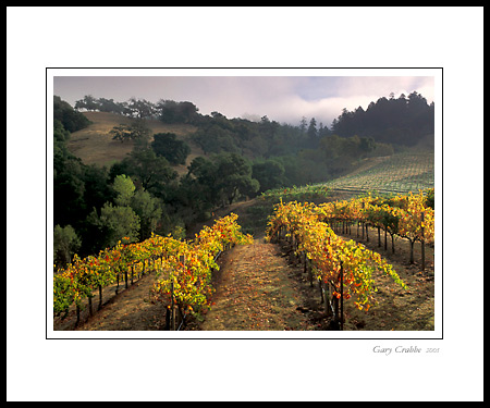 Fall colors on grapevines in vineyard below hills and clouds above Alexander Valley, Sonoma County, California; Wine Country Vineyard, pictures, photos, prints, photographs, photography, framed wall art decor images and wall murals