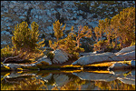 Picture: Backlit trees at sunrise, Vogelsang Lake, Yosemite National Park, California