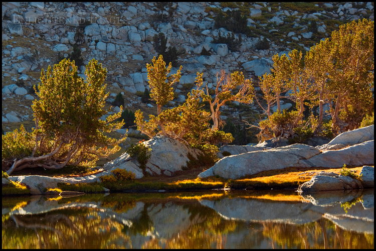 Photo: Backlit trees at sunrise, Vogelsang Lake, Yosemite National Park, California