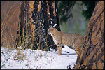 Picture: Bobcat between trees in Yosemite Valley, Yosemite National Park, California