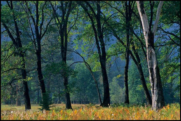 Picture: Oak trees in Cooks Meadow, Yosemite Valley, Yosemite National Park, California