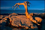 Picture: Sunset light on Jefferey Pine atop Sentinel Dome, Yosemite National Park, California