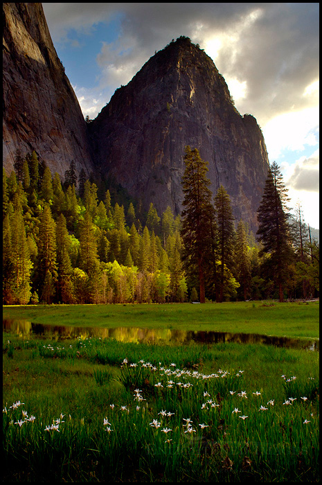 Picture: Wildflowers in meadow below Middle Cathedral Rock, Yosemite Valley, Yosemite National Park, California