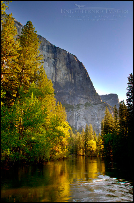 Picture: Morning light on trees along the Merced River in spring below El Capitan, Yosemite Valley, Yosemite National Park, California