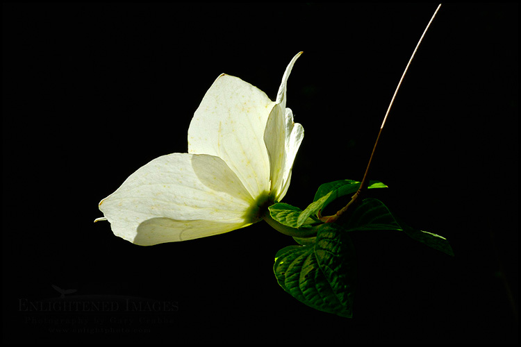 Photo: Dogwood tree flowers blossom in spring, Yosemite Valley, Yosemite National Park, California