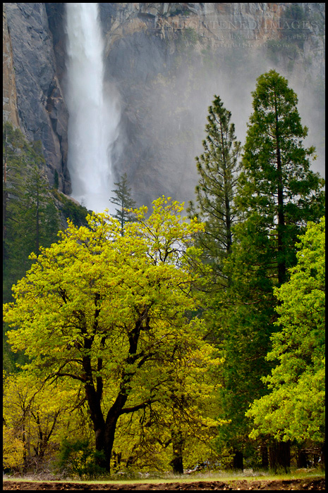 Picture: Mist and spray from Bridalveil Fall in spring and trees, Yosemite Valley, Yosemite National Park, California