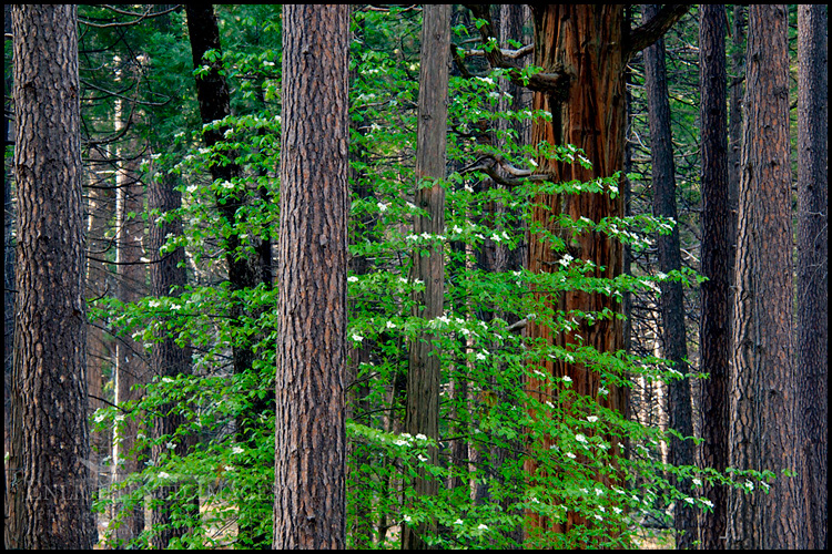 Picture: Dogwood flowers bloom in spring in evergreen forest in spring, Yosemite Valley, Yosemite National Park, California