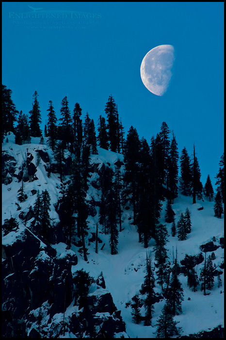 Picture: Moonset at dawn over trees on snow covered mountain ridge in early spring above Yosemite Valley, California