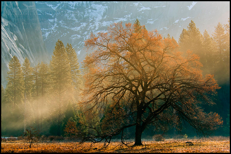 Photo: Mist and sunlight on elm tree in spring meadow, Yosemite Valley, Yosemite National Park, California