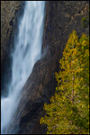 Picture: Pine tree next to Lower Yosemite Falls, Yosemite Valley, Yosemite National Park, California