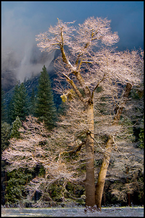 Picture: Frosted trees after a spring snow storm, Yosemite Valley, Yosemite National Park, California