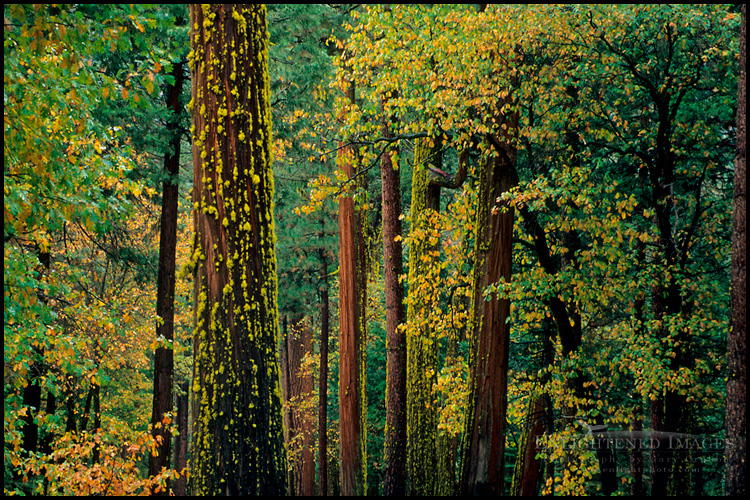 Picture: Mixed forest and moss on evergreens in Yosemite Valley, Yosemite National Park, California