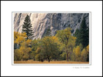 Picture: Trees in fall beneath granite cliffs, Yosemite Valley, Yosemite National Park, California