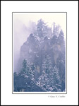 Picture: Snow on trees and rock cliffs on the rim of Yosemite Valley, Yosemite National Park, California