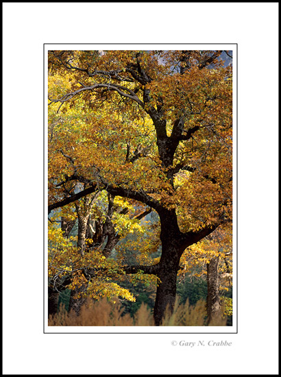 Photo: Oak trees in fall in Yosemite Valley, Yosemite National Park, California