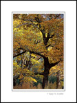 Photo: Oak trees in fall in Yosemite Valley, Yosemite National Park, California