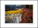 Picture: Fall colors at Siesta Lake, Yosemite National Park, California