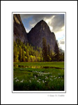Picture: Meadow in Spring below Cathedral Rock, Yosemite Valley, Yosemite National Park, California