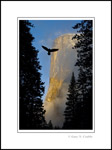 Photo: Native Spirit; raven flying past El Capitan at sunrise in winter, Yosemte Valley, Yosemite National Park, California