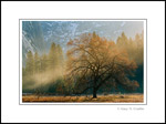 Photo: Tree and Morning Mist in Yosemite Valley, Yosemite National Park, California
