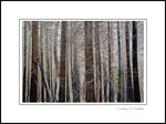 Photo: Detail of burnt forest trees, Yosemite National Park, California