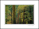 Picture: Mixed forest in Fall, Yosemite Valley, Yosemite National Park, California