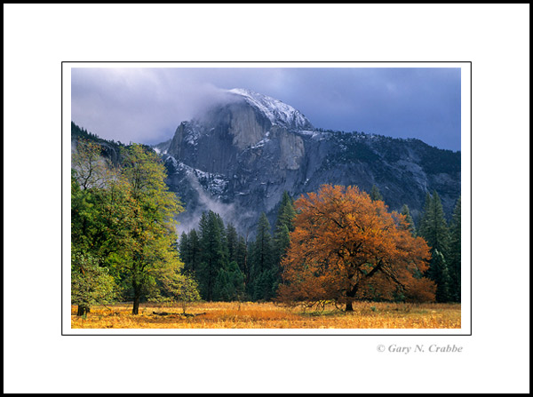 Photo: Half Dome and tree in autumn, Yosemite Valley, Yosemite National Park, California