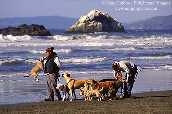 Walking dogs on Ocean Beach, San Francisco, California