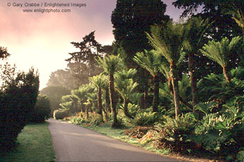 Sunrise light through fog over path in Golden Gate Park, San Francisco, California