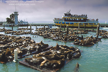 Ferry and Sea Lions at Pier 39, near Fishermans Wharf, San Francisco, California