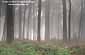 Trees in fog at the Presidio, San Francisco, California