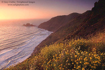 Sunset and flowers along Devils Slide, near Montara, San Mateo Coast, California