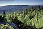 Coastal redwood forest, Big Basin Redwoods State Park, Santa Cruz County, California