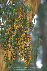 Monarch butterflies nesting in trees at Natural Bridges State Park, Santa Cruz, California