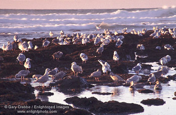 Sea gulls on coastal rocks at sunset, Fitzgerald Marine Reserve, Moss Beach, San Mateo Coast, California