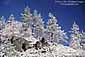 Spring snow fall covers pine trees near the summit of Mount Hamilton, Santa Clara County, California